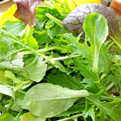 Picture of Mustard Salad leaves