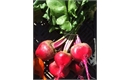 Picture of Chioggia Beetroot, bunched