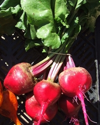 Picture of Chioggia Beetroot, bunched