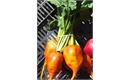 Picture of Golden Beetroot, bunched 