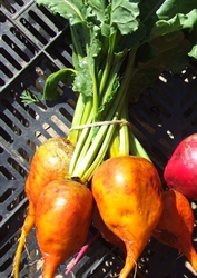 Picture of Golden Beetroot, bunched 