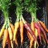 Picture of Rainbow Carrots, bunched