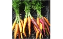 Picture of Rainbow Carrots, bunched