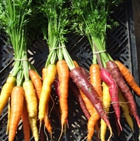 Picture of Rainbow Carrots, bunched