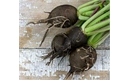 Picture of Black Radishes