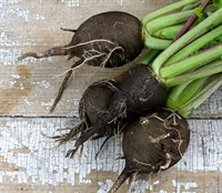Picture of Black Radishes