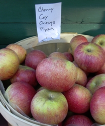 Picture of Cox's Orange Pippin Apples