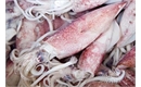 Picture of Half Squid, prepared