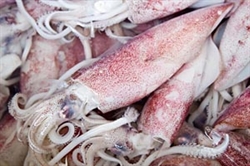 Picture of Half Squid, prepared