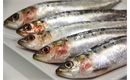 Picture of Sardines