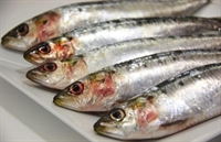 Picture of Sardines