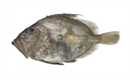 Picture of Whole John Dory