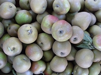 Picture of D'Arcy Spice Apples