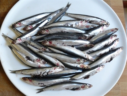 Picture of Cornish Anchovies