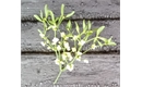 Picture of Mistletoe Bouquet