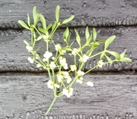 Picture of Mistletoe Bouquet