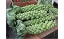 Picture of Brussel Sprout Stalk & Top