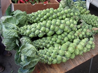 Picture of Brussel Sprout Stalk & Top