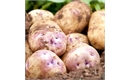 Picture of Kestrel Potatoes