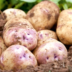 Picture of Kestrel Potatoes