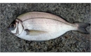 Picture of Black Bream