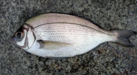 Picture of Black Bream