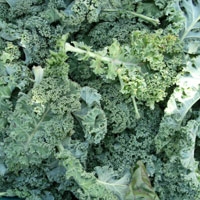 Picture of Green Curly Kale