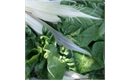 Picture of Swiss Chard