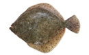 Picture of Whole Turbot