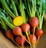 Golden Baby Beetroot, bunched (apx 6 head)