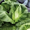 Picture of Pointed Autumn Cabbage