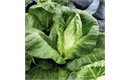 Picture of Pointed Autumn Cabbage