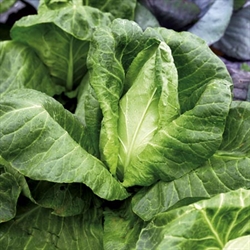 Picture of Pointed Summer Cabbage
