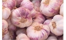 Picture of Garlic Bulb