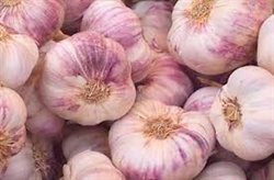 Picture of Garlic Bulb