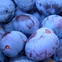 Picture of Wild Damsons