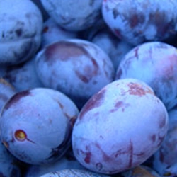 Picture of Wild Damsons