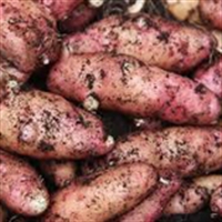 Picture of Pink Fir Apple Potatoes