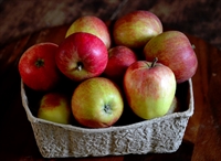 Picture of Early Windsor Apples