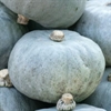 Picture of Crown Prince Squash