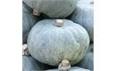 Picture of Crown Prince Squash