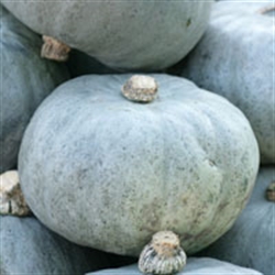 Picture of Crown Prince Squash