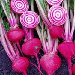 Picture of Chioggia Beetroot, Loose