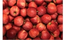 Picture of Kentish Gala Apples