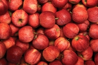 Picture of Kentish Gala Apples