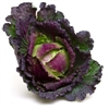 Picture of January King Cabbage