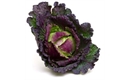 Picture of January King Cabbage