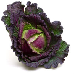 Picture of January King Cabbage