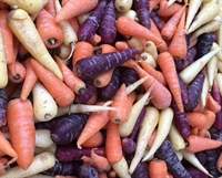 Picture of Mixed Chantenay Carrots