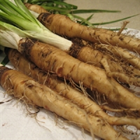 Picture of Salsify, bunched